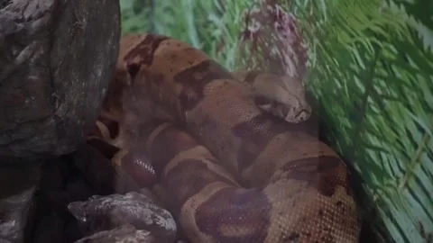 Live action footage of a reticulated python 動画素材 304107574