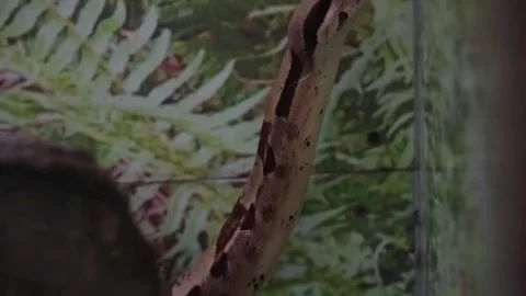 Live action footage of a reticulated python Stock Footage 304107577