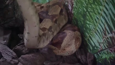 Live action footage of a reticulated python Stock Footage 304107587