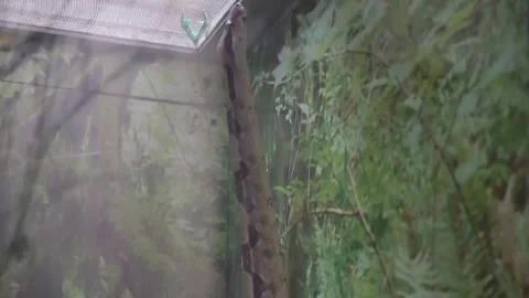 Live action footage of a reticulated python Stock Footage 304107596