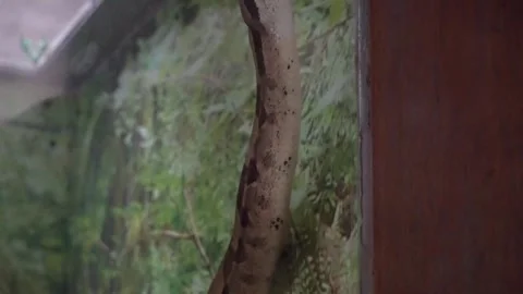 Live action footage of a reticulated python Stock Footage 304107597