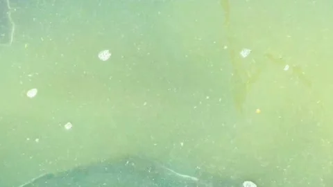 Live active sturgeons on the farm Stock Footage 146507593