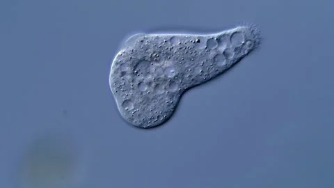 Live amoeba, under the microscopy view 库存影片 310311735