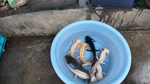 Live Aquatic Animals Displayed in Buckets Outside Shanghai Shop Stock Footage 340176649