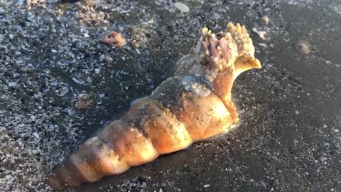 Live Auger Snail Video stock 139839352