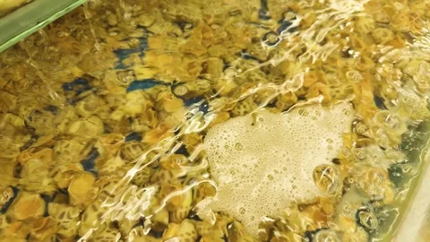 Live babylonia snails moving in clear water in a vibrant seafood market tank, Stock Footage 344432639