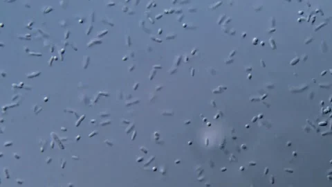 Live Bacteria Sample in Motion, DIC microscope 1000x Stock-Footage 317140789