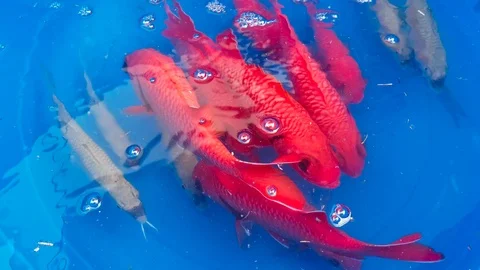 Live bait fish caught for giant trevally or ulua fishing in hawaii Stock Footage 110923251