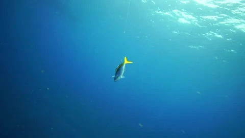 Live baiting in the ocean Stock Footage 158075472
