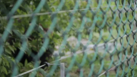 Live bear behind grids of a cage Stock Footage 113359207