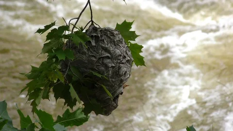 Live beehive bee hive bees in hive at Piers Gorge Stock Footage 95274731
