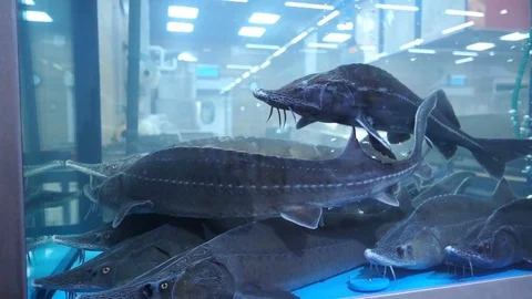Live big fish of river behind glass of shop aquarium, slow motion Stock Footage 84150789