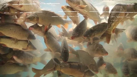 Live big fish of river behind glass of shop aquarium Stock Footage 85363218