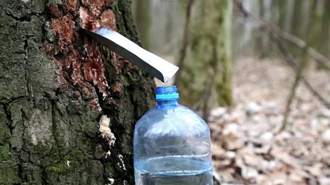 Live birch sap drips into the bottle Stock Footage 89194819