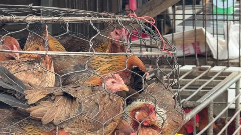 Live birds are kept in dense metal enclosures on a vendor stall, with open Stock Footage 330662896