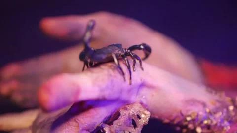 Live Black Scorpion Crawling on Human Hand Close Up Video stock 336810079