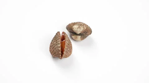 Live Blood Cockle Shell Opening And Closing On White Background Stock Footage 336512648