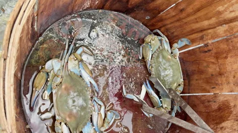 Live blue crabs are removed from basket with gloved hand and tongs. 動画素材 344906910
