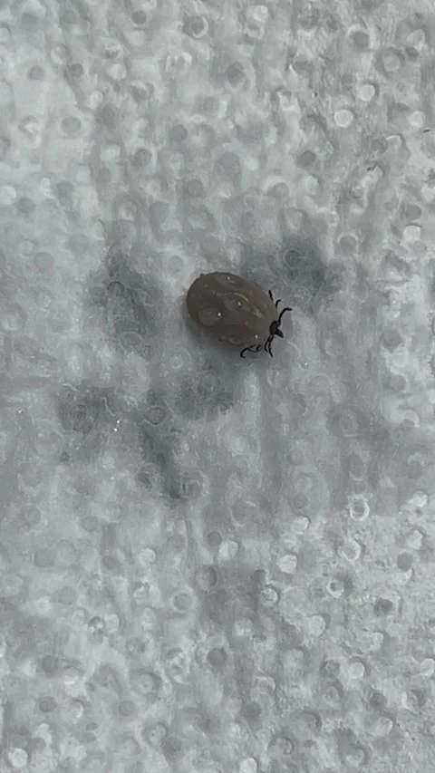 Live brown dog tick removed from dog spray treatment Stock Footage 308969092