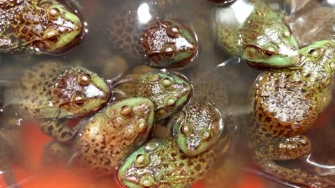 Live bullfrogs Vídeos de archivo 184990551