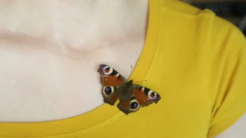 A live butterfly opened its wings, a moth crawling on the neck of the t-shirt. C Stock Footage 106121068