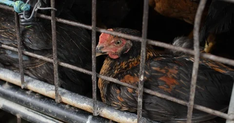 Live caged and dead chickens up for sale in a  street market in Thailand Stock Footage 99273668