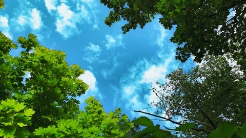 Live camera. A sunny day in ecological reserve. Evergreen forest. Stock Footage 113277737