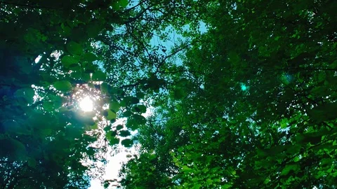 Live camera. A sunny day in ecological reserve. Evergreen forest. Stock Footage 113277775