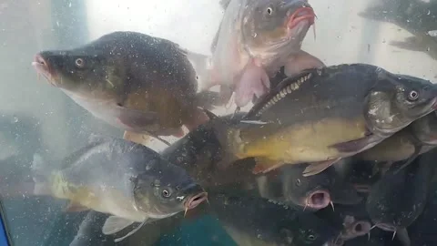 Live carp in the aquarium Stock Footage 210229637
