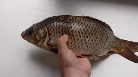 Live carp fish in hand. Very tasty fish. Stock Footage 201804671
