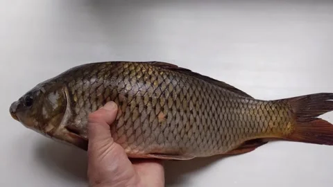 Live carp fish in hand. Very tasty fish. Stock Footage 201804674