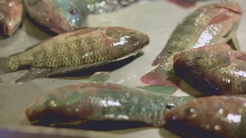 Live carp fish moving, splashing on metal market counter, fits for culinary vids Stock Footage 319912730