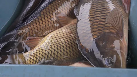 Live carp lie on the counter of the store and breathe gills Video stock 300759625