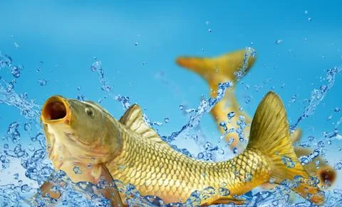 Live carp Stock Photos