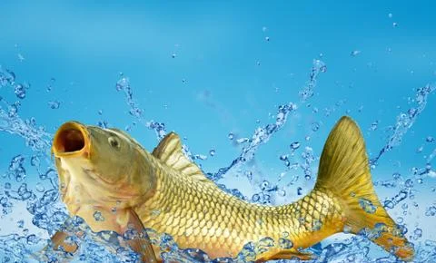 Live carp Stock Photos