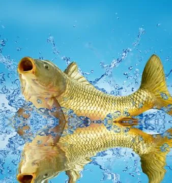 Live carp Stock Photos