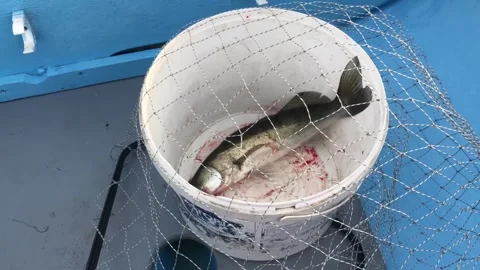 Live caught pike perch fish jumping Stock Footage 315642404