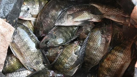 Live caught tilapia fish. Nile Tilapia, Oreochromis niloticus, Oreochromis .. Stock Footage 306924627