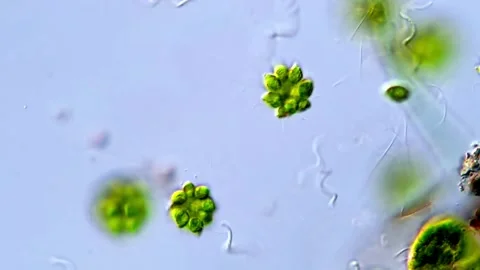 Live Cell Movement of Chlorophyta Under Microscope, 400x Vidéo 317790009