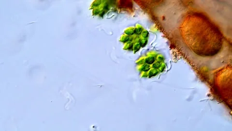 Live Chlorophyta Cell Dynamics Under Microscope, 400x 動画素材 317789924
