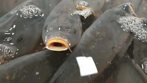 Live Christmas carps in the shop pool Stock Footage