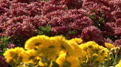 Live chrysanthemum Stock Footage 68996234