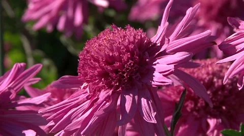 Live chrysanthemum Stock Footage 68996246