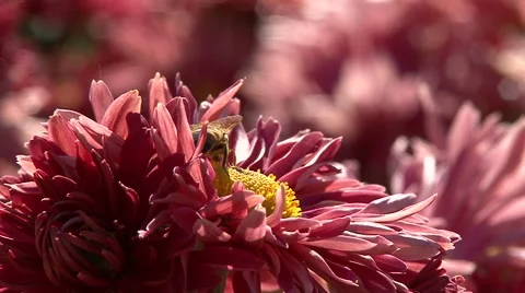 Live chrysanthemum Stock Footage 68996297