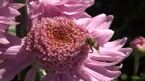 Live chrysanthemum Stock Footage 68996316