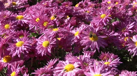 Live chrysanthemum Stock Footage 68996432