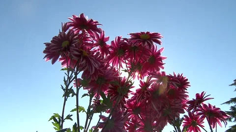 Live chrysanthemum Stock Footage 68996456