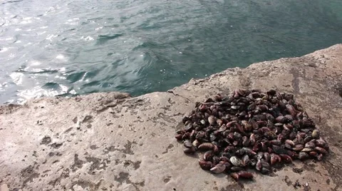 Live clams on the beach Vídeo Stock 55336363