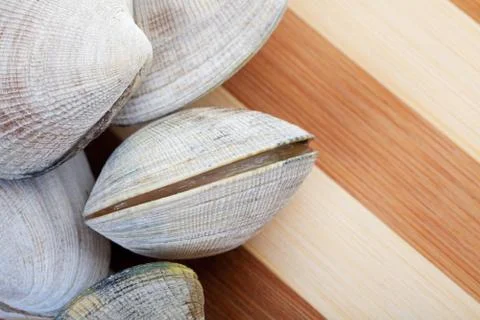 Live clams Stock Photos