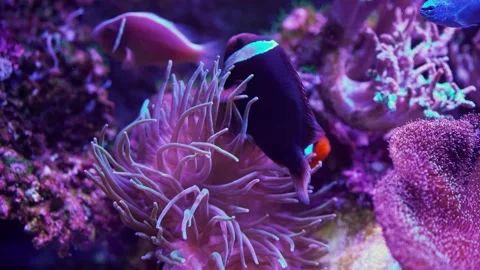 Live clown fish swims in algae and corals. Red sea underwater Stock Footage 219379301